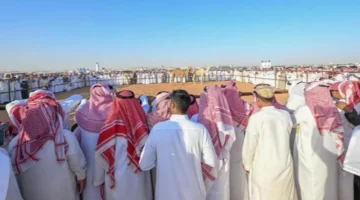 مزاد حائل للإبل يجذب أكثر من 160 ألف زائر في نسخة استثنائية